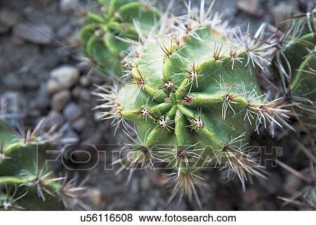 Stock Photo - Cactus with spines. Fotosearch