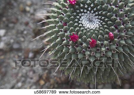 Cactus with thorns View Large Photo Image Stock Photo - Cactus with thorns. Fotosearch