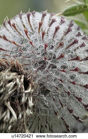 Close up of dandelion View Large Photo Image Stock Image - Close up of dandelion. Fotosearch