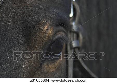 Close-up of horses eye View Large Photo Image Picture - Close-up of horses eye. Fotosearch