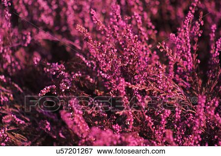 Stock Photo - Close-up of pink flowering bush. Fotosearch