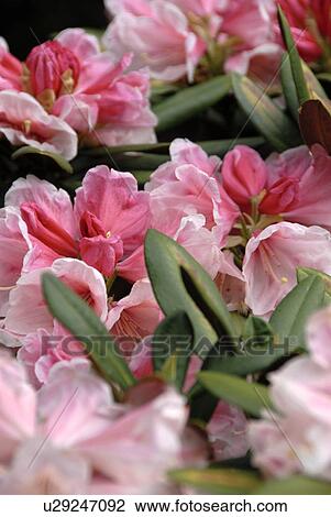 Close-up of pink flowers View Large Photo Image Stock Image - Close-up of pink flowers. Fotosearch