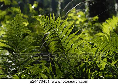 Stock Image - Fern leaves. Fotosearch