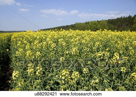 Field of rapeseed flower View Large Photo Image Stock Image - Field of rapeseed flower. Fotosearch