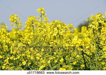 Field of rapeseed flowering View Large Photo Image Stock Image - Field of rapeseed flowering. Fotosearch
