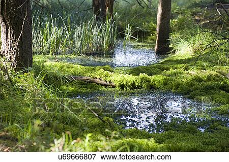 Forest glen View Large Photo Image Stock Photo - Forest glen. Fotosearch