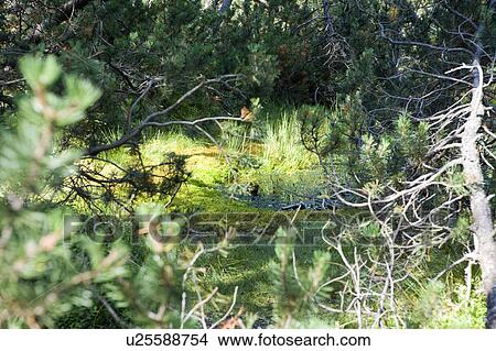 Forest View Large Photo Image Picture - Forest. Fotosearch