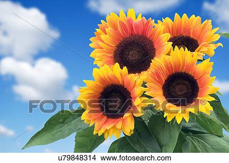 Four sunflowers View Large Photo Image Picture - Four sunflowers. Fotosearch