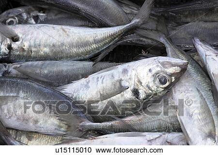 Fresh fish View Large Photo Image Stock Image - Fresh fish. Fotosearch