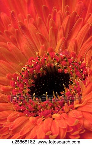 Gerbera daisy View Large Photo Image Stock Image - Gerbera daisy. Fotosearch