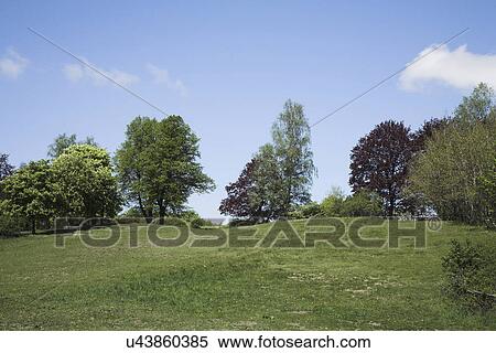 Stock Photography - Grassy hill with trees. Fotosearch