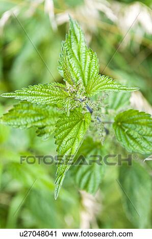 Stock Image - Green leaves. Fotosearch