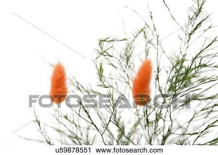 Stock Image - Green plant with orange flowers. Fotosearch