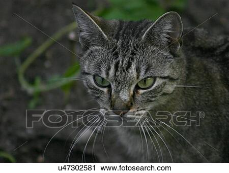 Stock Image - Grey striped cat. Fotosearch