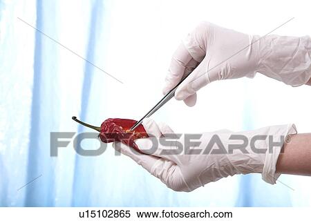 Hands holding tweezers and chili pepper View Large Photo Image Stock Photography - Hands holding tweezers and chili pepper. Fotosearch