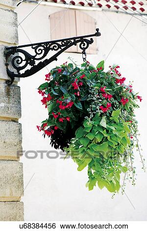 Hanging plant View Large Photo Image Stock Photograph - Hanging plant. Fotosearch
