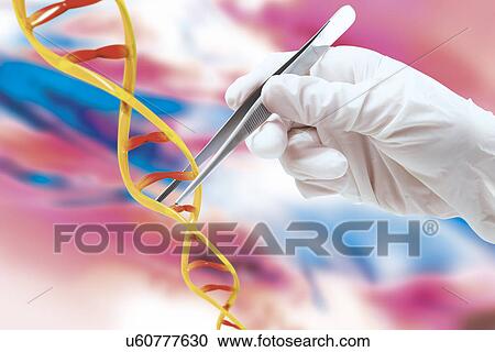 Human hand holding tweezer on DNA model View Large Photo Image Stock Image - Human hand holding tweezer on DNA model. Fotosearch
