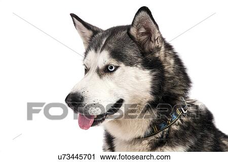 Stock Image - Husky. Fotosearch