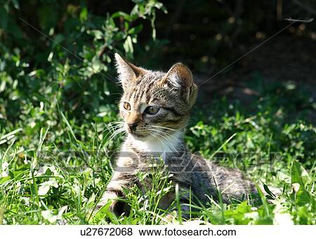 Stock Photo - Kitten in the grass. Fotosearch