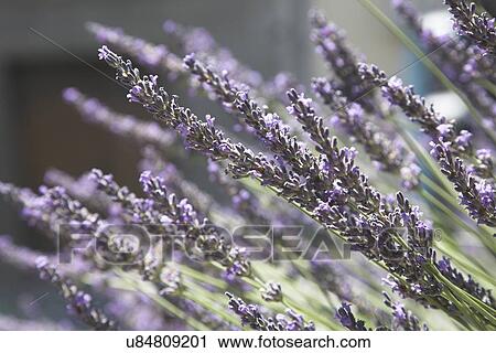 Stock Image - Lavender plants. Fotosearch