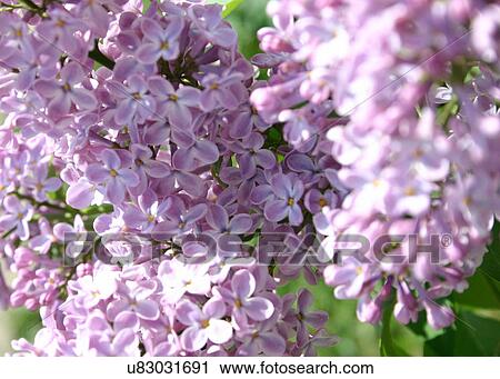 Stock Image - Lilac blossoms. Fotosearch