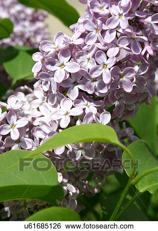Lilac flowers View Large Photo Image Stock Photograph - Lilac flowers . Fotosearch