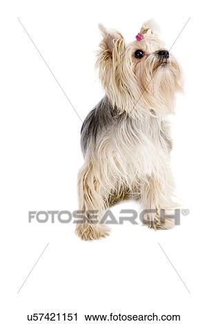 Long Haired Small Dog Stock Image U57421151 Fotosearch
