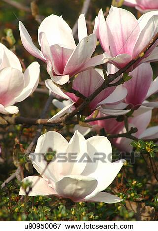 Magnolia blossoms View Large Photo Image Stock Photo - Magnolia blossoms. Fotosearch