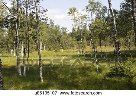 Meadow View Large Photo Image Stock Photo - Meadow. Fotosearch