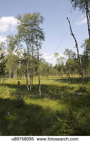 Meadow View Large Photo Image Stock Photography - Meadow. Fotosearch