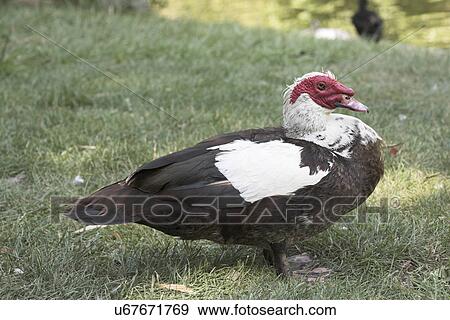 Muscovy Duck View Large Photo Image Stock Photo - Muscovy Duck. Fotosearch