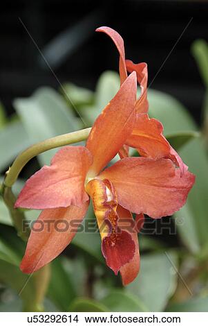 Orange flower View Large Photo Image Picture - Orange flower. Fotosearch