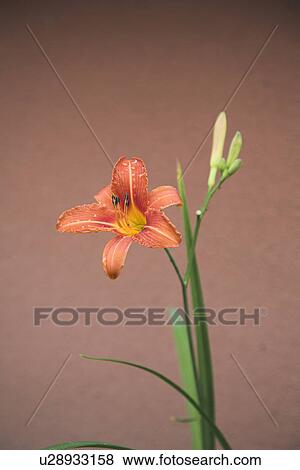 Orange tiger lily View Large Photo Image Stock Photo - Orange tiger lily. Fotosearch
