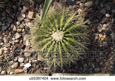 Overhead view of cactus View Large Photo Image Picture - Overhead view of cactus. Fotosearch