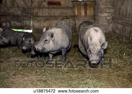 Stock Image - Pig farming. Fotosearch