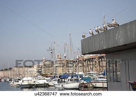 Pigeons on the roof at the marina View Large Photo Image Stock Photo - Pigeons on the roof at the marina. Fotosearch