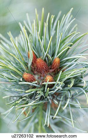 Pine cones on tree View Large Photo Image Stock Image - Pine cones on tree. Fotosearch
