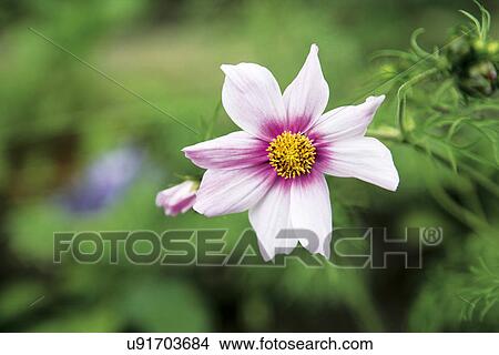 Picture - Pink and purple flower. Fotosearch