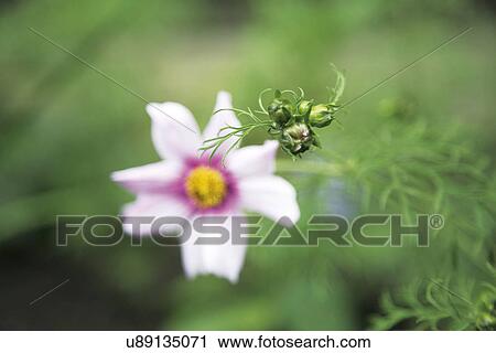 Pink flower View Large Photo Image Stock Image - Pink flower. Fotosearch