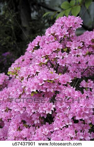 Stock Image - Pink flowering shrub. Fotosearch