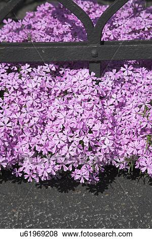 Pink flowers growing around gate View Large Photo Image Stock Photo - Pink flowers growing around gate. Fotosearch