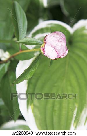 Pink peony View Large Photo Image Stock Photo - Pink peony. Fotosearch