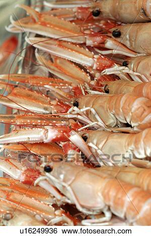 Stock Photograph - Prawn. Fotosearch