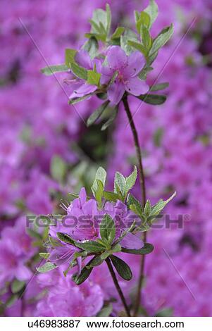 Purple flowers View Large Photo Image Stock Photo - Purple flowers. Fotosearch
