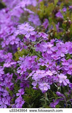 Picture - Purple wildflowers. Fotosearch