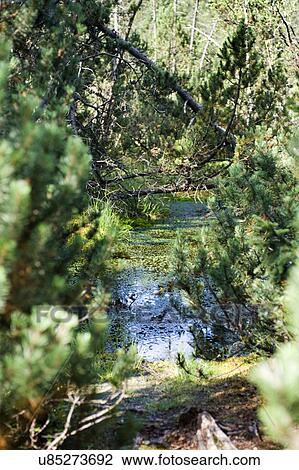 Stock Image - River in the trees. Fotosearch