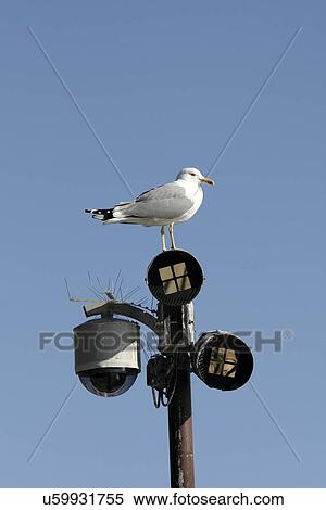 Seagull on light post View Large Photo Image Stock Photography - Seagull on light post. Fotosearch