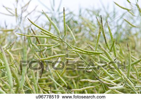 Seed pods View Large Photo Image Stock Photo - Seed pods. Fotosearch