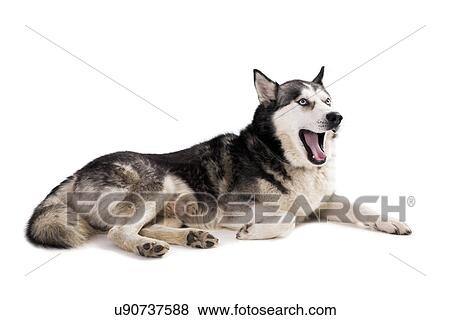 Stock Photo - Siberian husky. Fotosearch