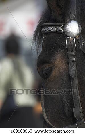 Stock Image - Side of horses head. Fotosearch